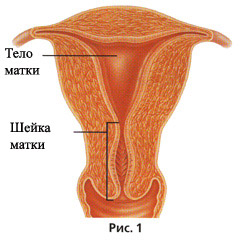 Где находится цервикальный канал у женщин рисунок