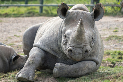 Ребенок упал в клетку с носорогами и чудом остался в живых