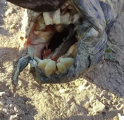 Загадочное существо с человеческими зубами обнаружили среди поля в Аргентине