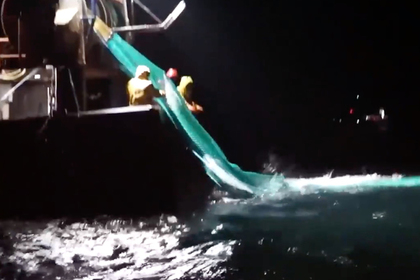 Сотни мертвых израненных дельфинов выбросило на побережье Франции