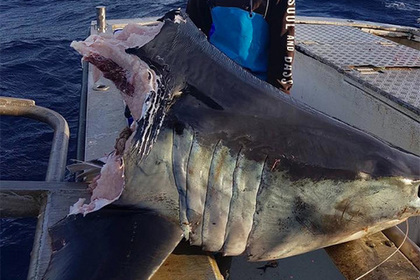 Рыбак выловил 100-килограммовую голову мертвой акулы