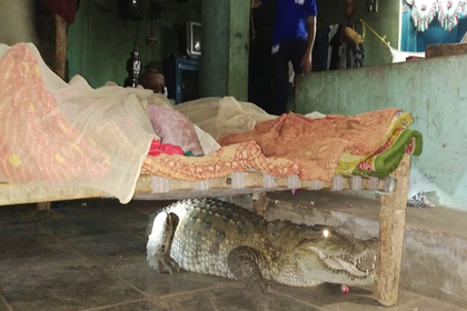 Двухметровая беременная самка крокодила заползла в дом и затаилась под кроватью