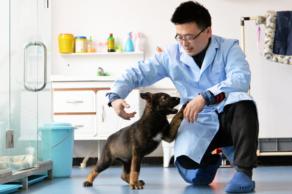 В Китае начали тренировать клонированную полицейскую собаку
