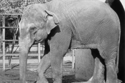 «Самая грустная» слониха умерла после 43 лет в одиночестве