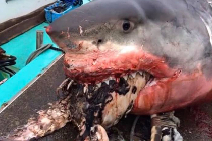 Гигантская белая акула подавилась черепахой и умерла