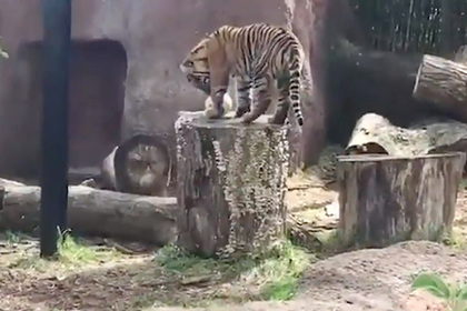 Редкий тигр напал на сотрудницу зоопарка и покалечил ее